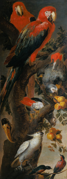 Macaws and Parrots van Frans Snyders