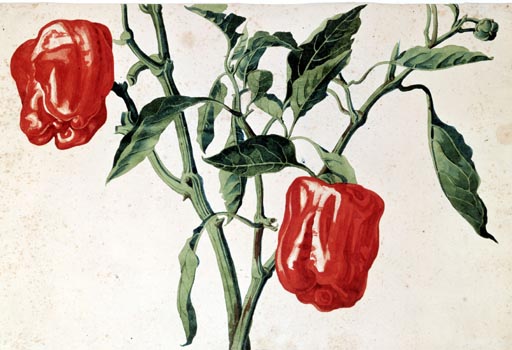 Stengel mit Paprikafruechten van Franz Horny