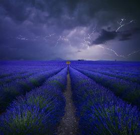 Wetter im Lavendelfeld