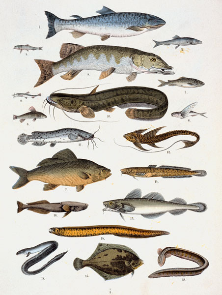 Bonefish and Acanth– opterygians van Französische Schule 19.Jh.
