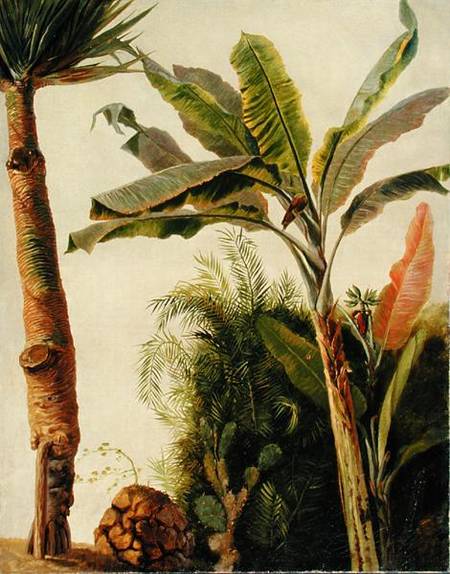 Banana Tree van Frederic Edwin Church