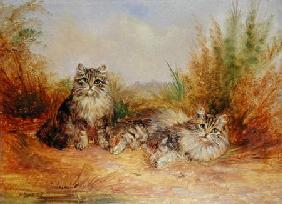 Two Tabby Kittens in a Rural Landscape
