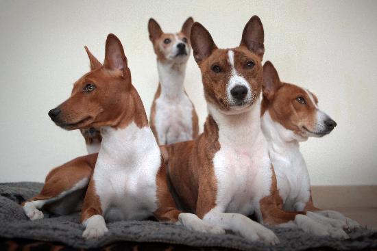 Basenji dogs van Fredrik Von Erichsen