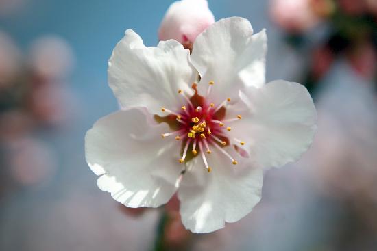 Mandelblütenfest in Gimmeldingen läutet Frühling van Fredrik Von Erichsen