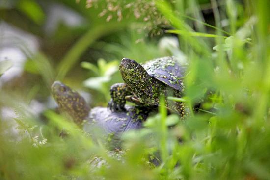 Sumpfschildkröten in der Pfalz van Fredrik Von Erichsen
