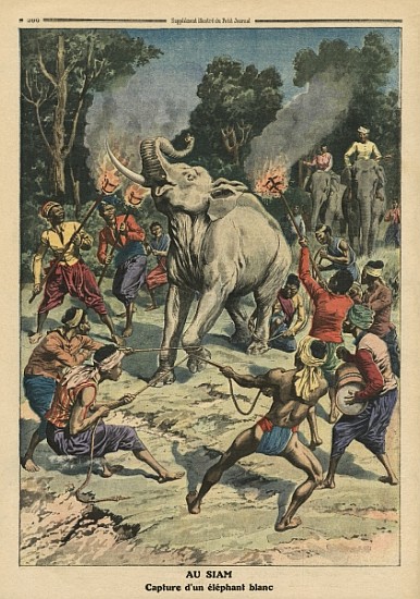 Catching a white elephant in Siam, illustration from ''Le Petit Journal'', supplement illustre, 10th van French School