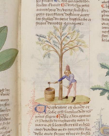Collecting Turpentine, from 'Grand Herbier' by Pedanius Dioscorides c.40-90 AD) van French School