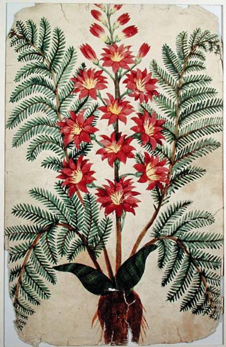 Fern with red and yellow flowers, plate from a seed merchants in Oisans van French School
