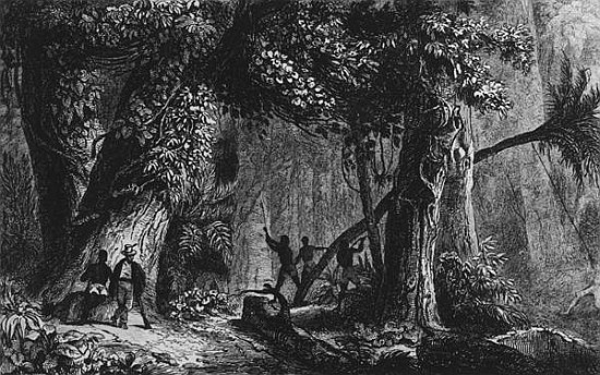Forest Opening from ''Bresil, Columbie at Guyanes'', Ferdinand Denis and Cesar Famin 1839 van French School