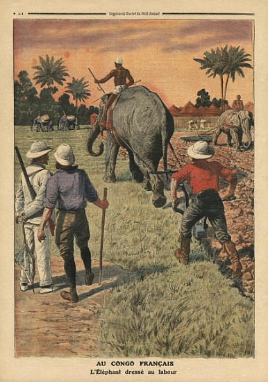 In French Congo, elephant trained to ploughing, illustration from ''Le Petit Journal'', supplement i van French School
