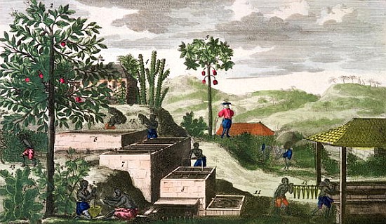 Indigo Plant, illustration from ''Histoire des Antilles'' Jean Baptiste Labat (1663-1738) (see also  van French School