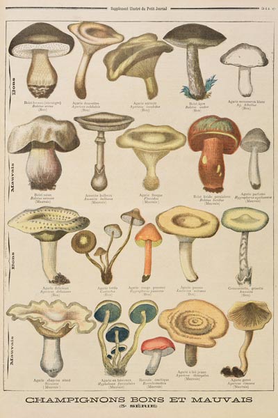 Good and bad mushrooms, illustration from the illustrated supplement of Le Petit Journal, 26th Octob van French School