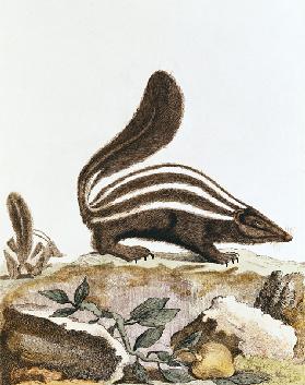 Skunk, from ''Histoire Naturelle'' Georges Louis Leclerc Buffon (1707-88) 1749-1804