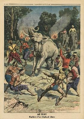 Catching a white elephant in Siam, illustration from ''Le Petit Journal'', supplement illustre, 10th
