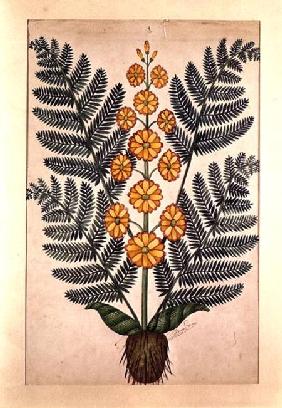 Fern with yellow flowers, plate from a seed merchants in Oisans