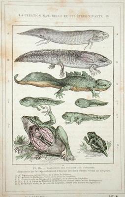Transition of Fish into Amphibians, from a book by Dr. Rengade, c.1880 (engraving) van French School, (19th century)