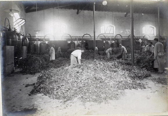 Distillation of Geranium, from 'Industrie des Parfums a Grasse', c.1900 (photo) van French School, (20th century)