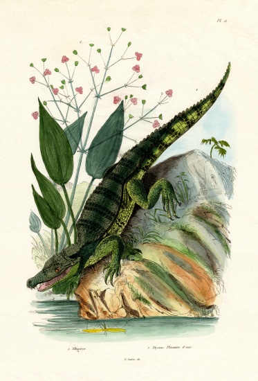 Alligator van French School, (19th century)