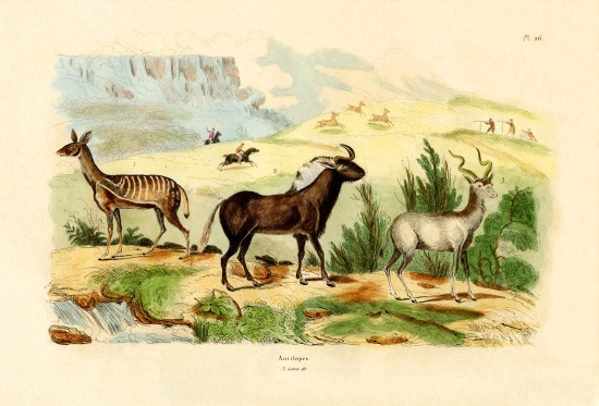 Antelopes van French School, (19th century)