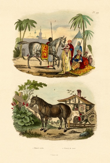 Arab Horse van French School, (19th century)