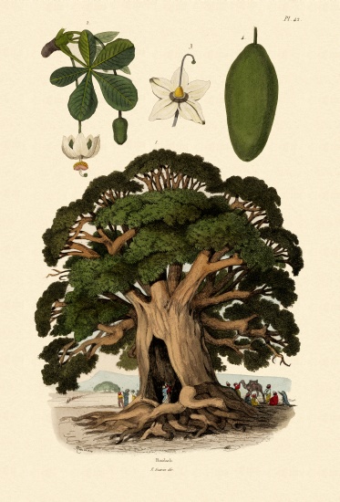 Baobab Tree van French School, (19th century)