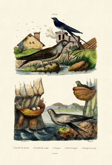 Barn Swallow van French School, (19th century)