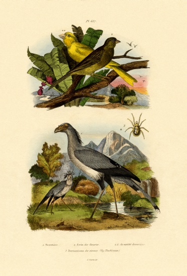 Bird Mite van French School, (19th century)