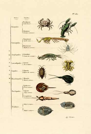 Crustaceans van French School, (19th century)