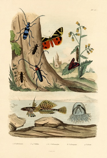 Dew Moth van French School, (19th century)