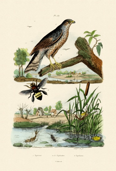 Eurasian Sparrowhawk van French School, (19th century)