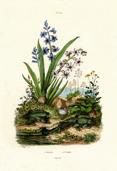 Hyacinth Flower van French School, (19th century)