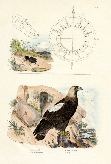 Imperial Eagle van French School, (19th century)