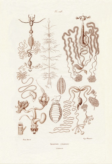 Insects van French School, (19th century)