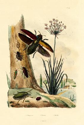 Jewel Beetles