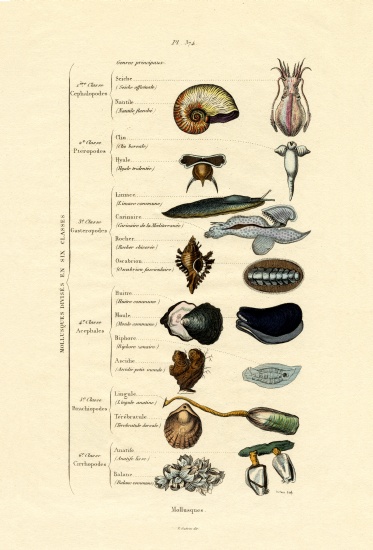 Molluscs van French School, (19th century)