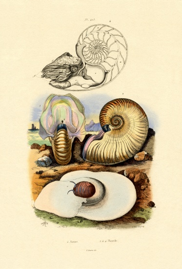 Moon Snail van French School, (19th century)