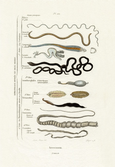 Parasites van French School, (19th century)