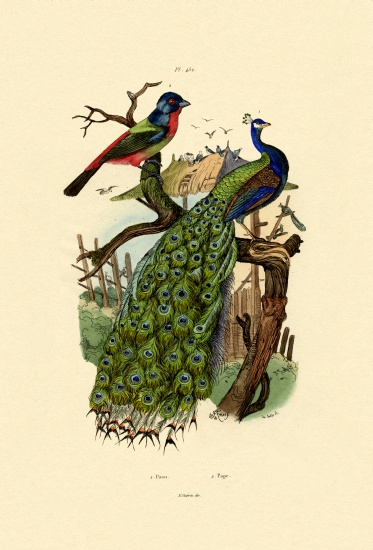 Peacock van French School, (19th century)