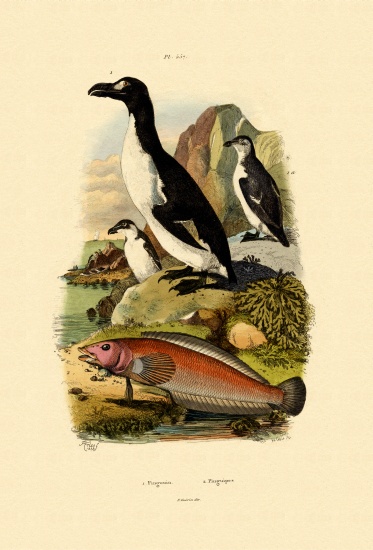 Penguin van French School, (19th century)