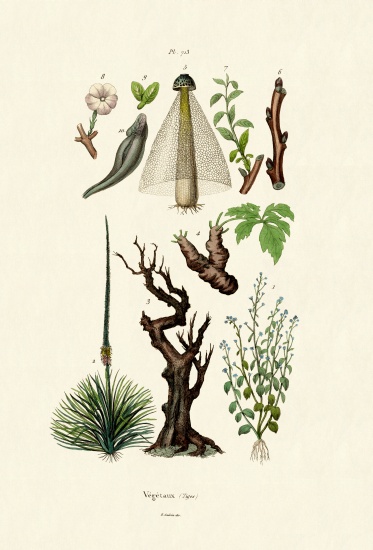 Plants van French School, (19th century)