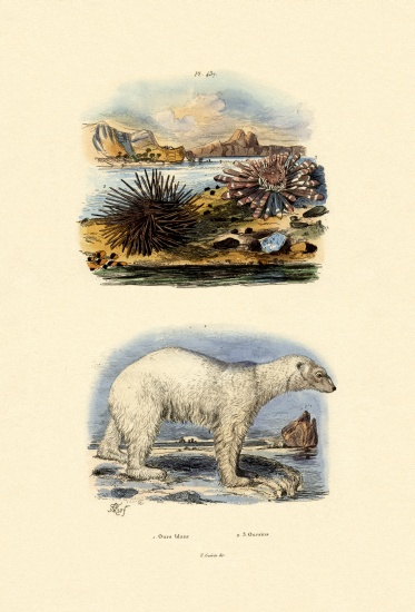 Polar Bear van French School, (19th century)