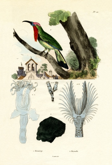 Red-bearded Bee-eater van French School, (19th century)