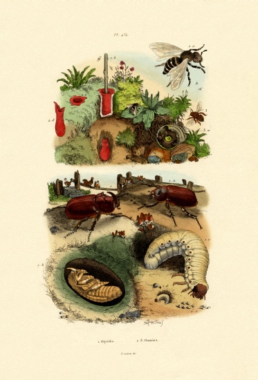 Rhinocerus Beetle van French School, (19th century)