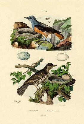 Roufus-tailed Rock-thrush