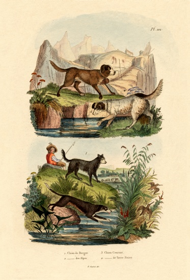 Shepherd Dog van French School, (19th century)