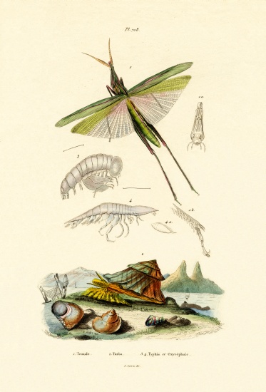 Slant-faced Grasshopper van French School, (19th century)
