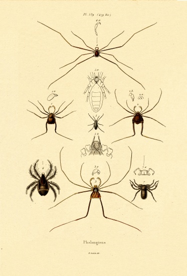 Spiders van French School, (19th century)
