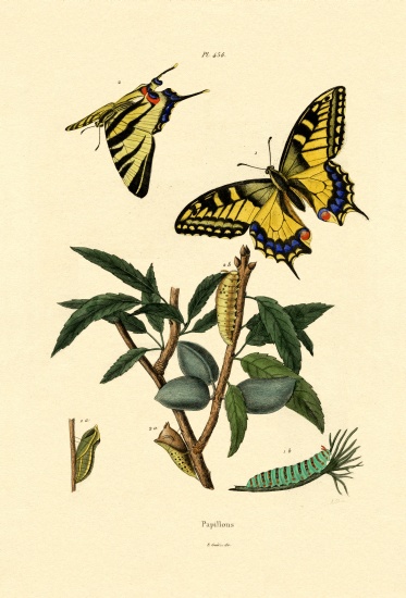 Swallowtail van French School, (19th century)