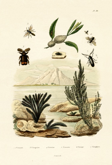 Wasp van French School, (19th century)