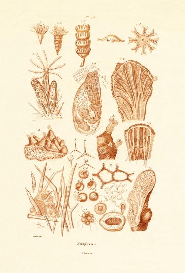 Zoophytes van French School, (19th century)